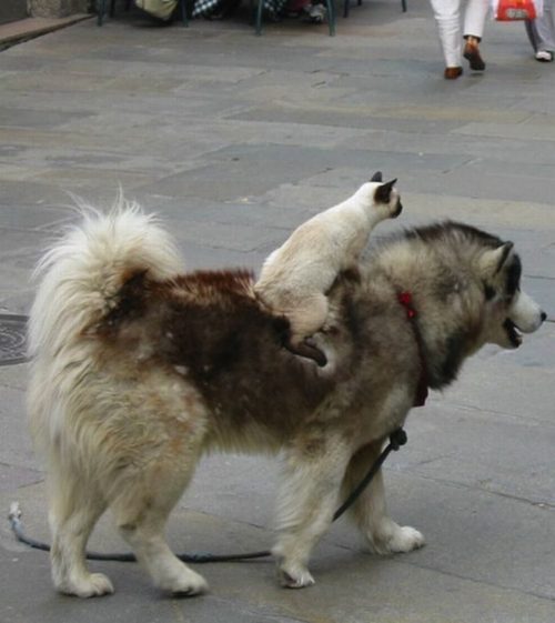 猫,犬,仲良し,ほほえましい,画像,まとめ001