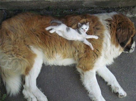 猫,犬,仲良し,ほほえましい,画像,まとめ014