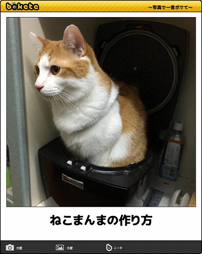 爆笑,腹痛い,bokete,画像,まとめ243