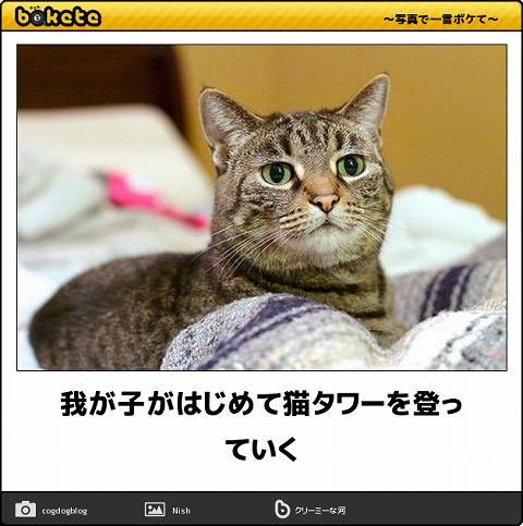 爆笑,おもしろ,bokete,ボケて,画像,まとめ5380