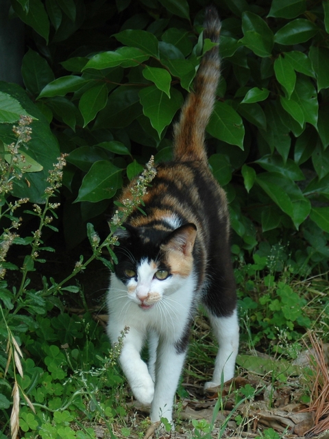 凛々しい,三毛猫,画像,貼っていく003