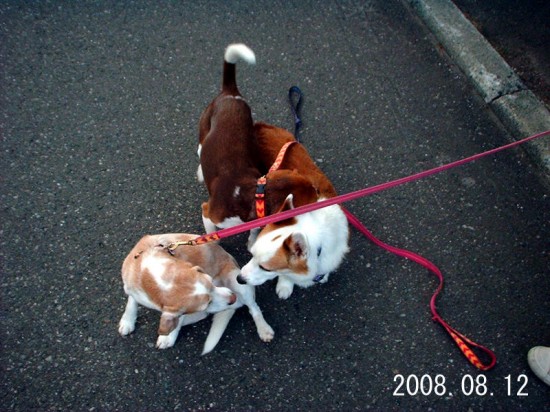 人懐っこく,愛らしい,ビーグル,犬,画像,貼っていく005