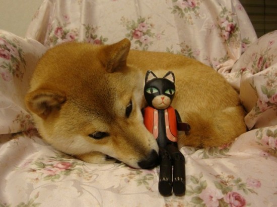 思わず,笑,可愛い,犬,画像,貼っていく006