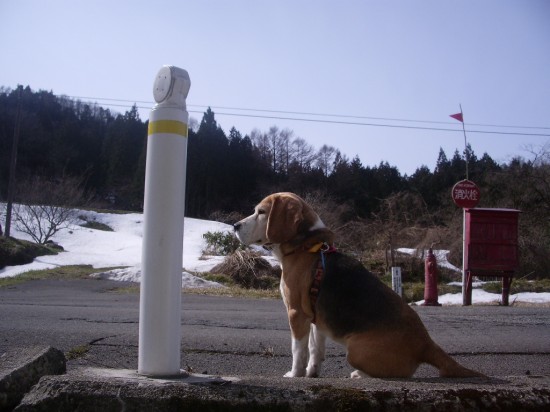 人懐っこく,愛らしい,ビーグル,犬,画像,貼っていく013
