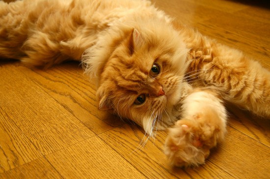 のほほん,のんびり屋,ペルシャ,猫,画像,貼っていく014