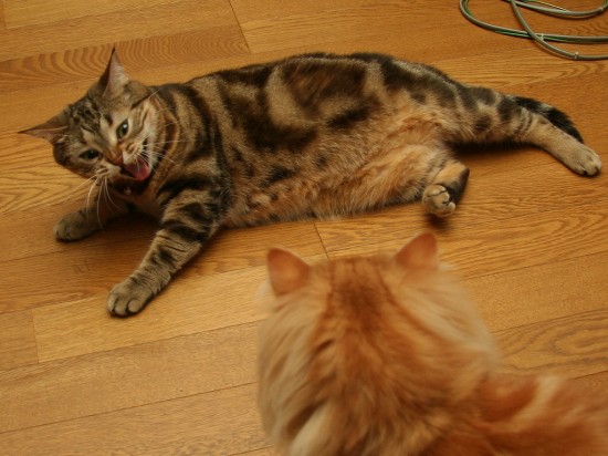 のほほん,のんびり屋,ペルシャ,猫,画像,貼っていく021