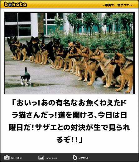 爆笑,腹痛い,bokete,画像,まとめ4097
