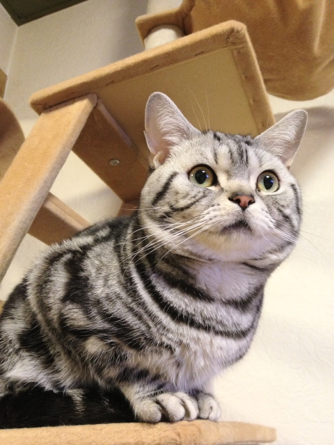 マンチカン,足が長い,愛くるしい,猫,うきょん,画像,貼っていく-2