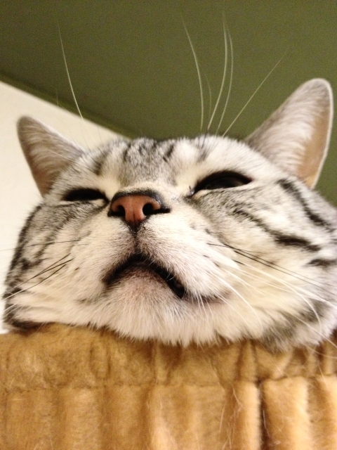 マンチカン,足が長い,愛くるしい,猫,うきょん,画像,貼っていく-3