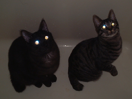 暗闇,ギラリ,目,光らせる,猫,画像,貼っていく001