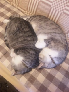 まるで,人間,猫,画像,貼っていく003
