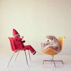 可愛すぎ,ハリネズミ,画像,貼っていく037