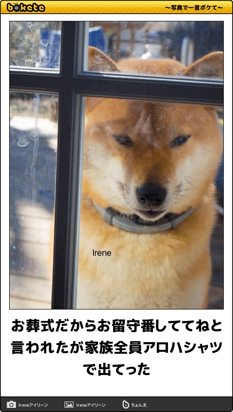 爆笑,腹痛い,bokete,画像,まとめ