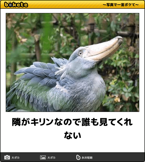 爆笑,腹痛い,bokete,画像,まとめ