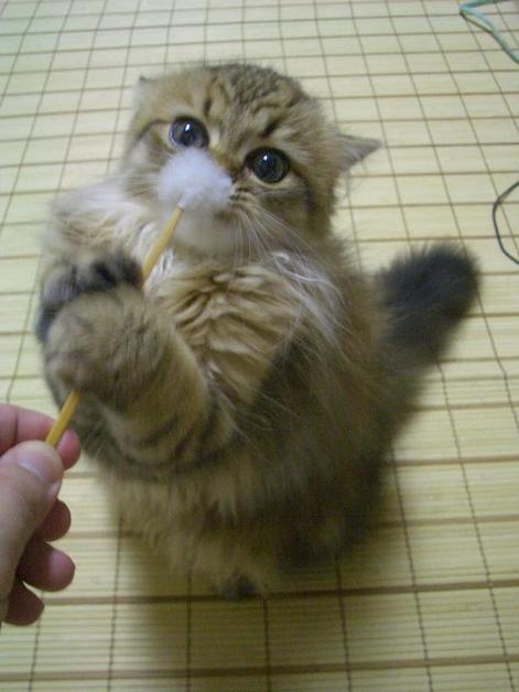 可愛すぎ,ネコ,ねこ,猫,画像,まとめ