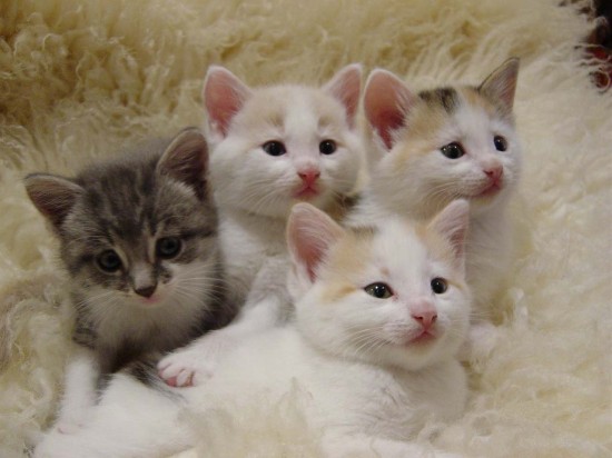 可愛すぎ,ネコ,ねこ,猫,画像,まとめ